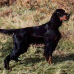 Gordon Setter