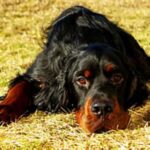 Gordon Setter