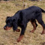 Gordon Setter