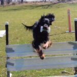 Gordon Setter