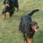 Gordon Setter