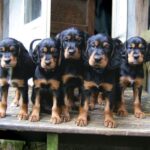 Gordon Setter