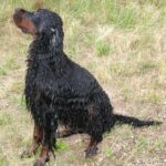 Gordon Setter