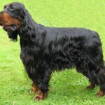 Gordon Setter