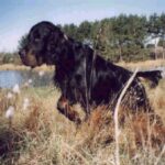 Gordon Setter