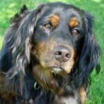 Gordon Setter