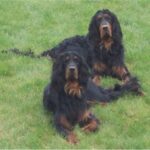 Gordon Setter