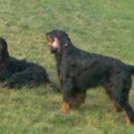 Gordon Setter