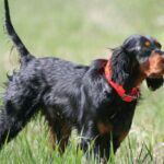 Gordon Setter