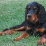 Gordon Setter