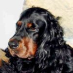 Gordon Setter