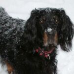 Gordon Setter