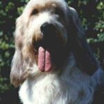 Grand Basset Griffon Vendeen