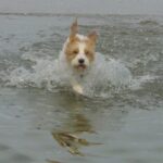 Grand Basset Griffon Vendeen