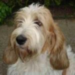 Grand Basset Griffon Vendeen