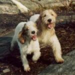 Grand Basset Griffon Vendeen