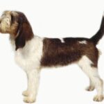Grand Basset Griffon Vendeen