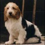 Grand Basset Griffon Vendeen