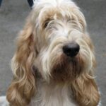 Grand Basset Griffon Vendeen