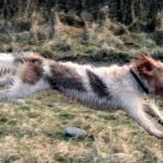 Grand Basset Griffon Vendeen