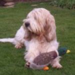 Grand Basset Griffon Vendeen