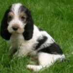 Grand Basset Griffon Vendeen