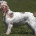 Grand Basset Griffon Vendeen