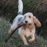 Grand Basset Griffon Vendeen