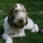 Grand Basset Griffon Vendeen