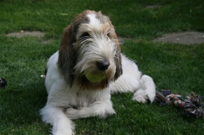 Grand Basset Griffon Vendeen