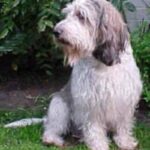Grand Basset Griffon Vendeen
