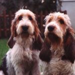 Grand Basset Griffon Vendeen