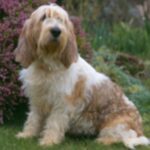 Grand Basset Griffon Vendeen