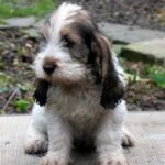 Grand Basset Griffon Vendeen