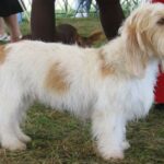 Grand Basset Griffon Vendeen