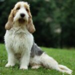 Grand Basset Griffon Vendeen