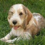 Grand Basset Griffon Vendeen