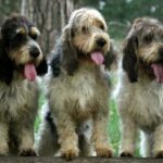 Grand Basset Griffon Vendeen