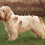 Grand Basset Griffon Vendeen