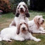 Grand Basset Griffon Vendeen