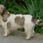 Grand Basset Griffon Vendeen