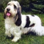 Grand Basset Griffon Vendeen