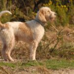 Grand Basset Griffon Vendeen