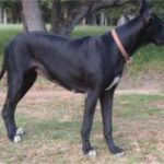 Grand Danois