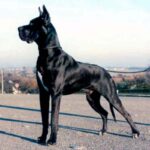 Grand Danois