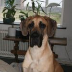Grand Danois
