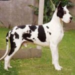 Grand Danois