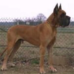 Grand Danois