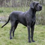 Grand Danois