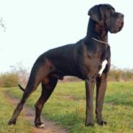 Grand Danois